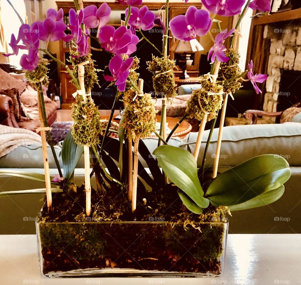 Orchid terrarium 