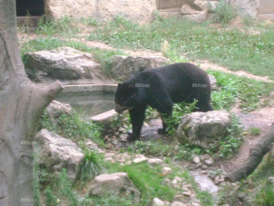 Un ours Parc de la tête d’or