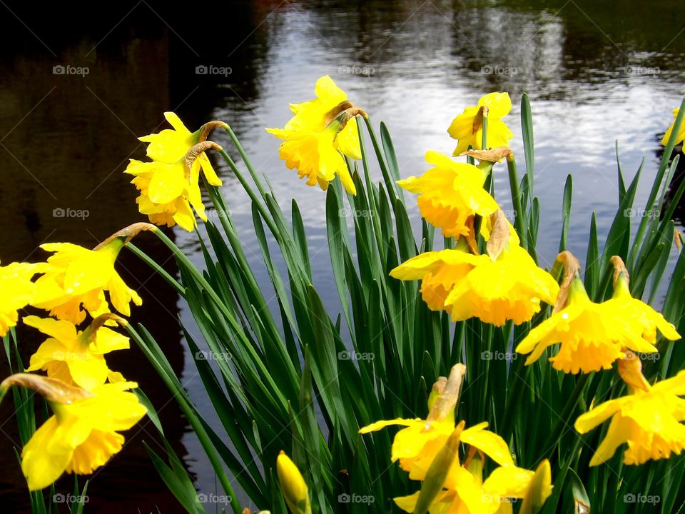 Daffodils by the water