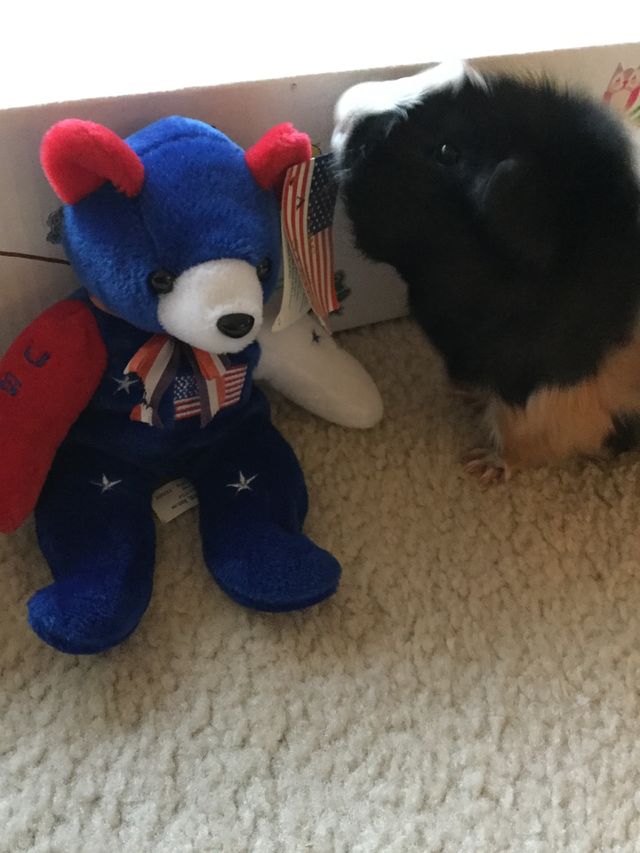 Toy, Winter, Child, Dog, One