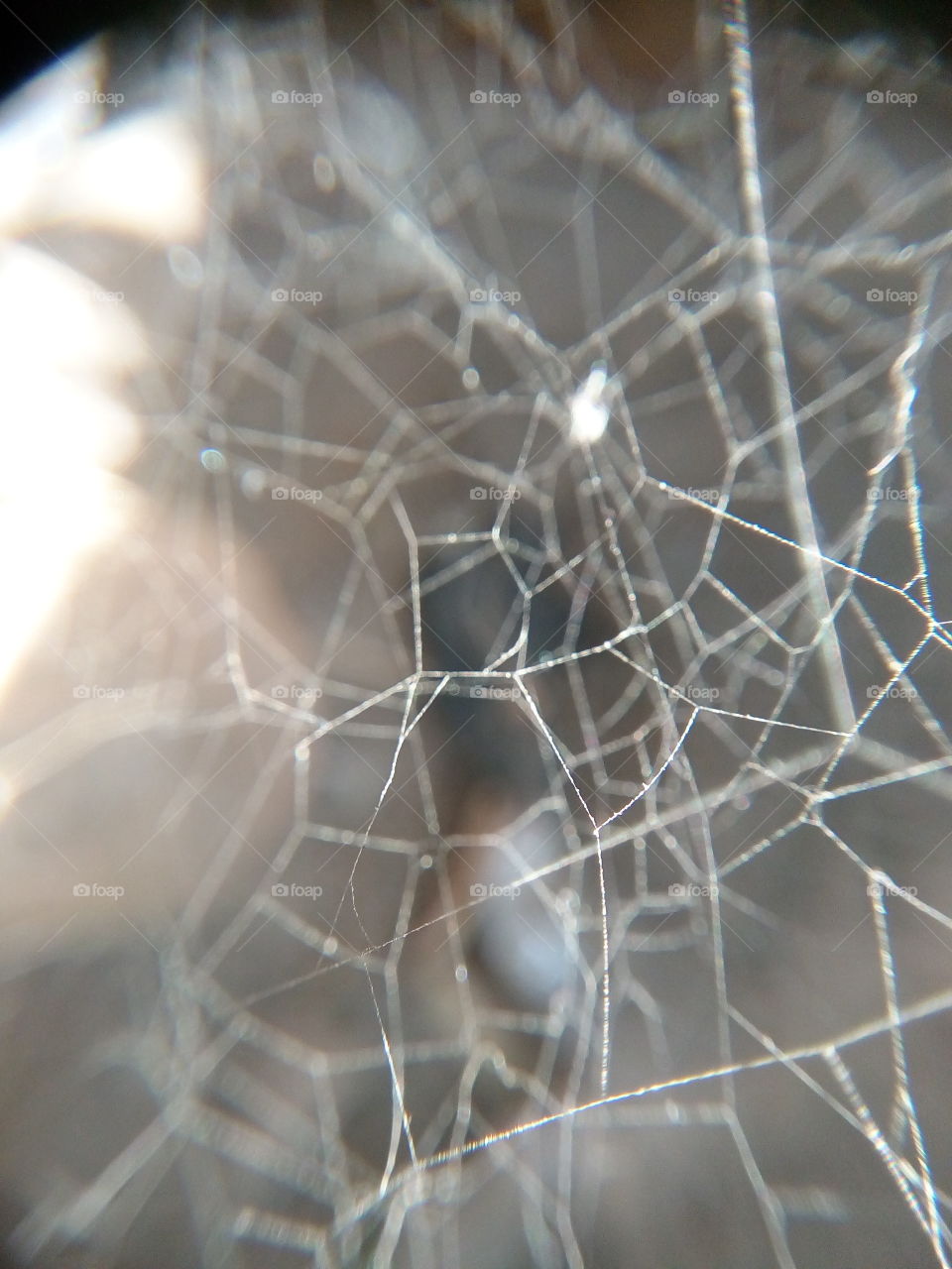 web of spider .