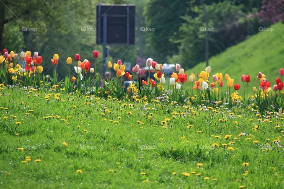 Tulips