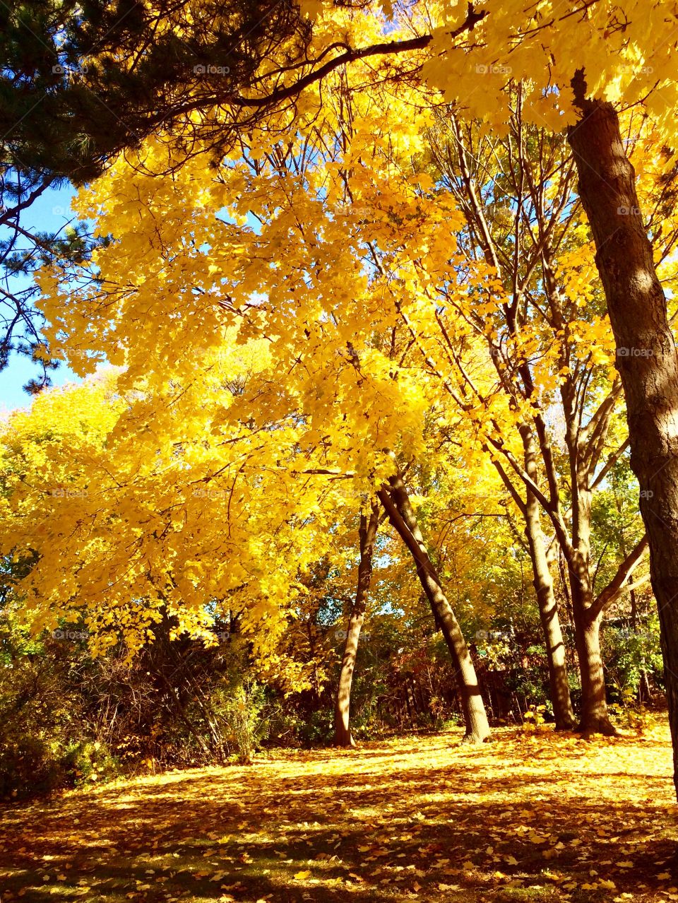 golden autumn 