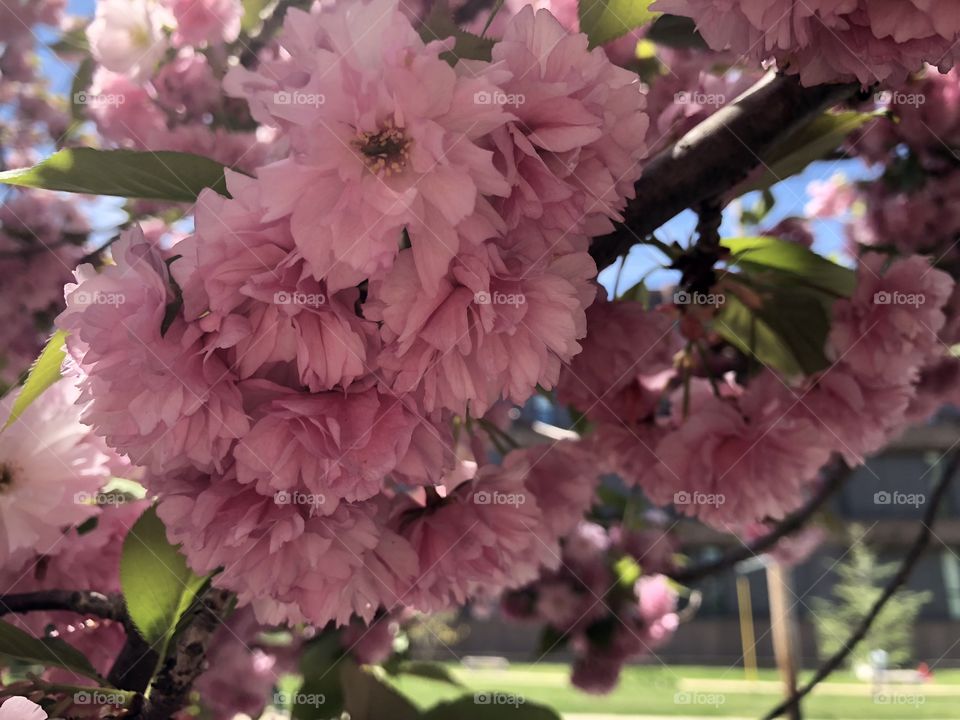 Spring blooms