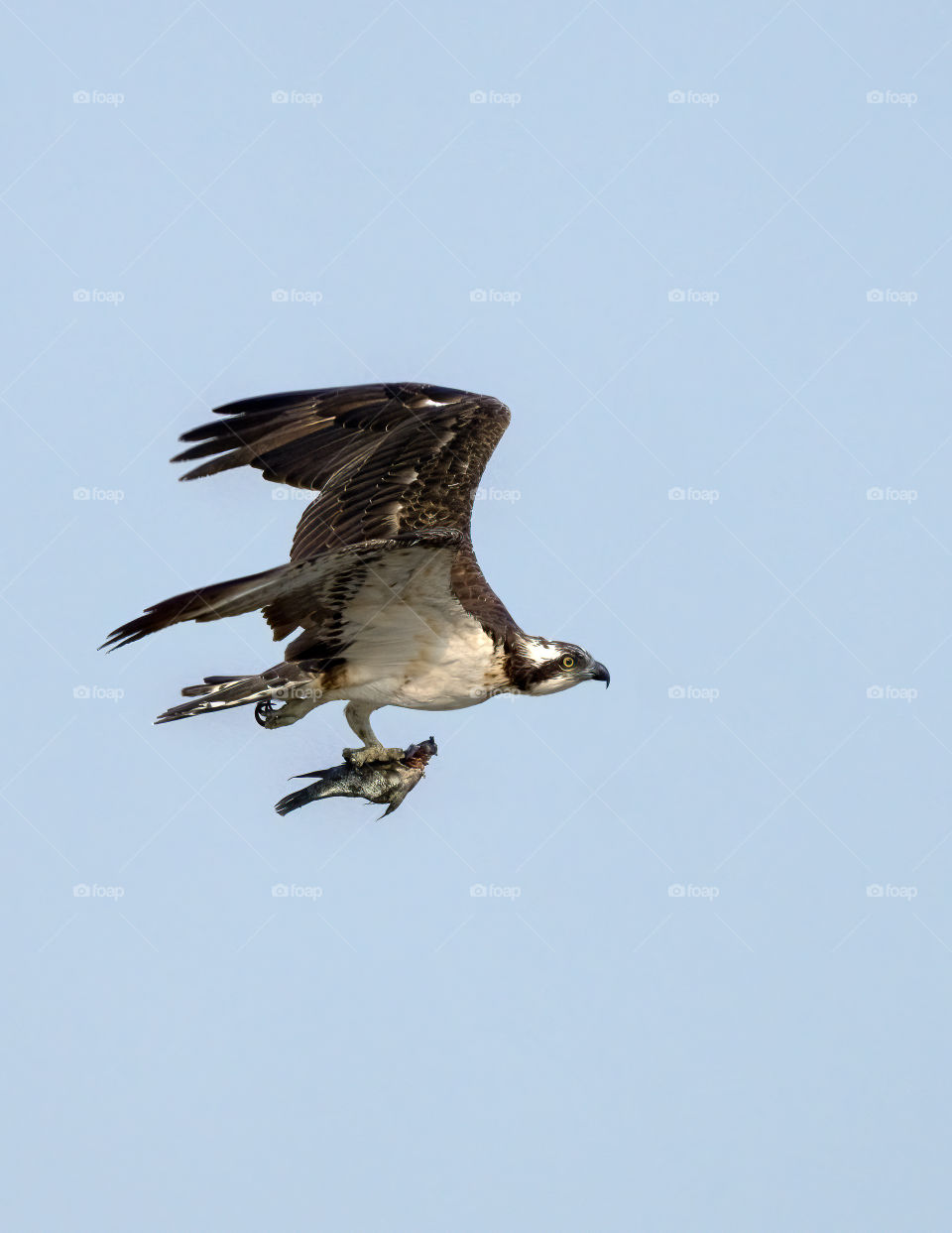 Osprey with fish