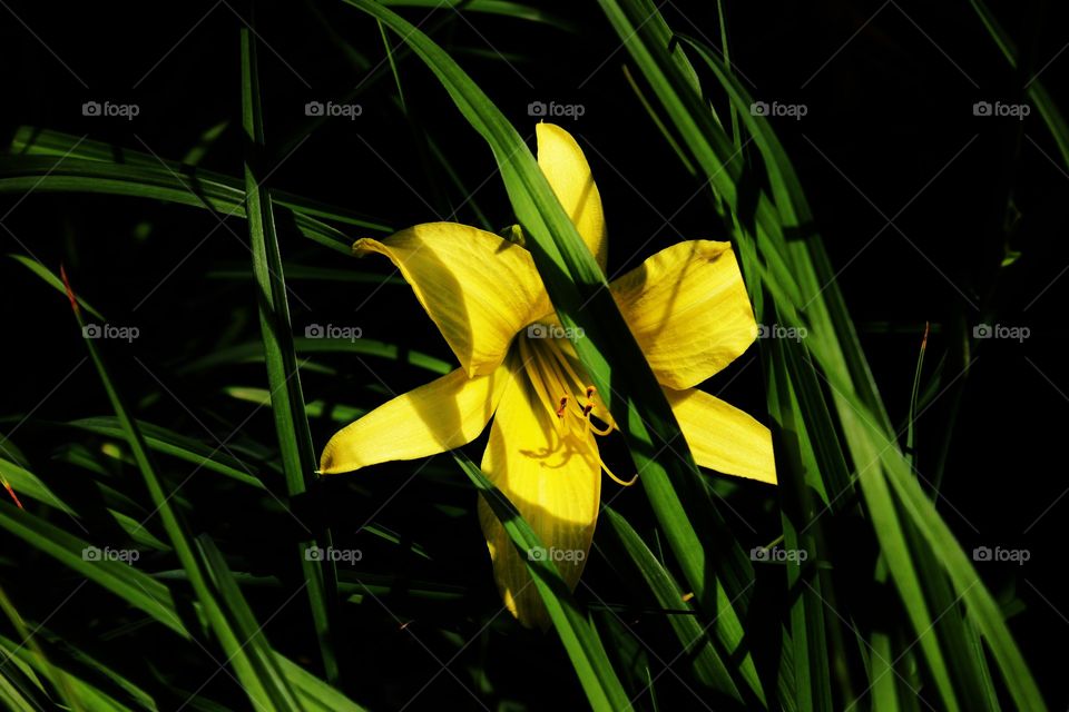 A lily hiding out in the blades of grass