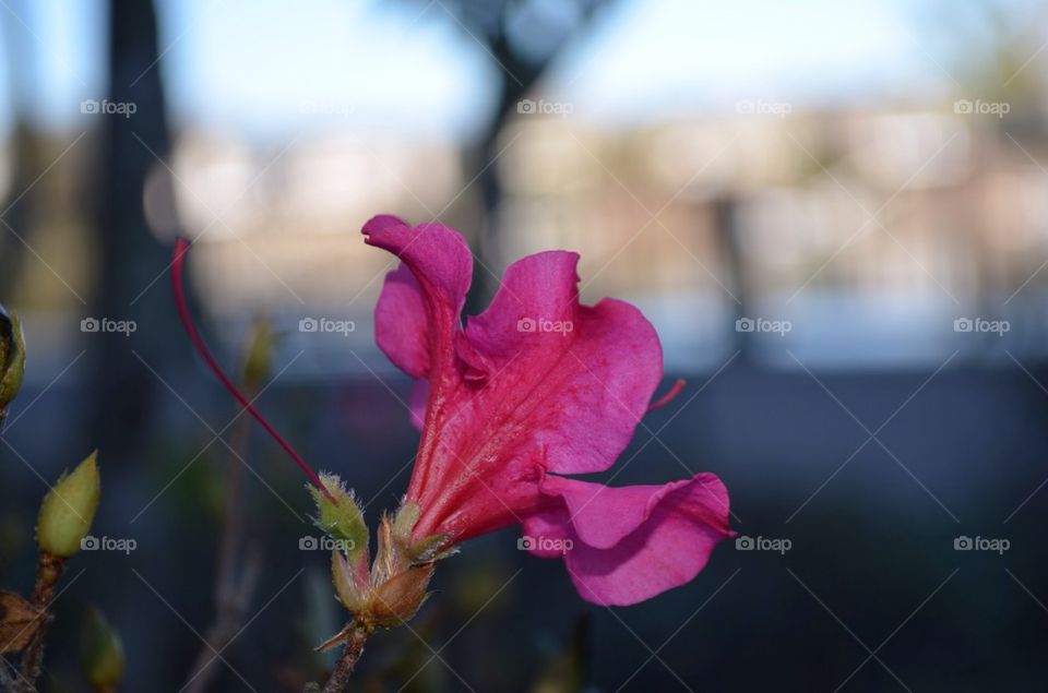 Pink flower