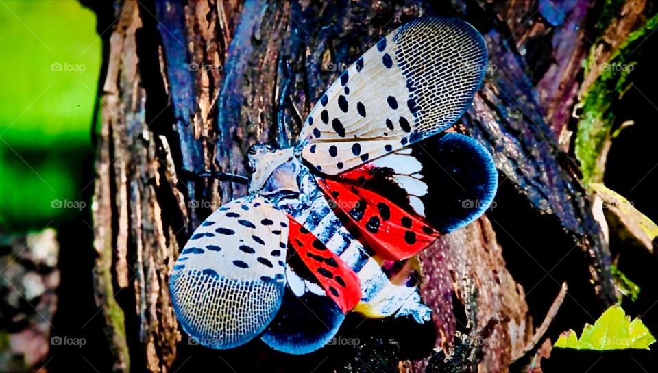 The „lantern fly“ is a „predator insect“ that plagues as of the summer of 2022 the US with its voracious appetite and its rapid multiplication for lack of a natural predator that will eat it. It’s pretty nonetheless. 2022. Hypnotic Productions