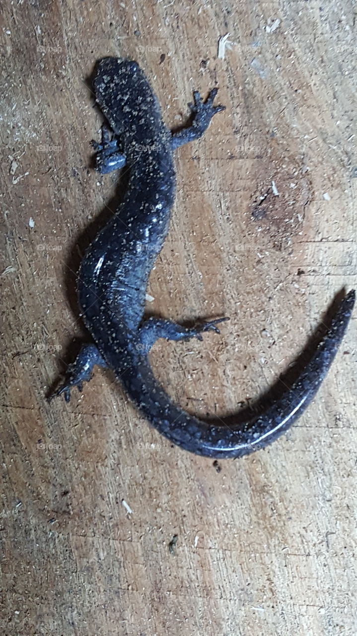 salamander