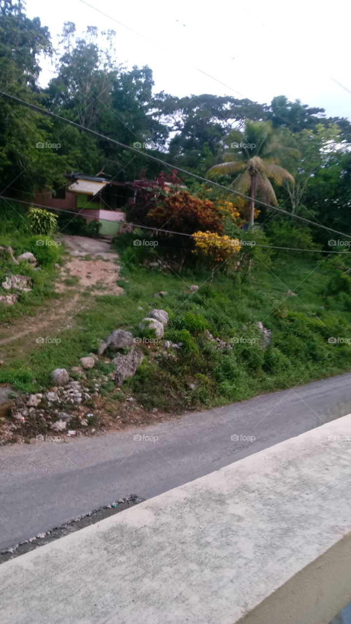 in the hills of st elizabeth jamaica