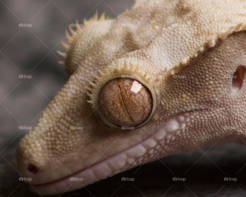 Crested Gecko