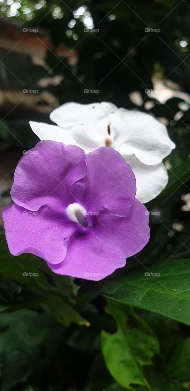 Brunfelsia pauciflora is a phanerogam species. It is a perennial shrub with white and lilac flowers, scented.  It is also known by its popular name "Jazmín del Paraguay" or "Azucena del Paraguay".   note: This photo was taken in Venezuela Maracay