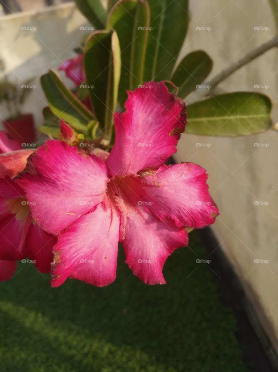 pitunia pinkish flower fresh seasonal looking very beautiful generally found everywhere