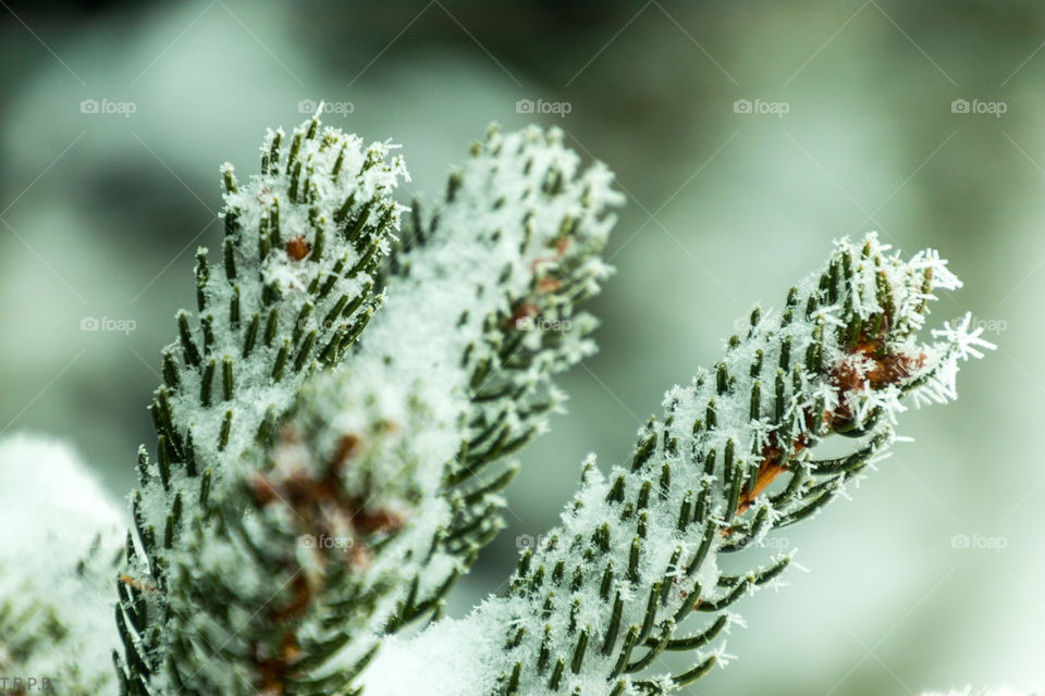ever green tree branch covered in crystallized frost on its needles