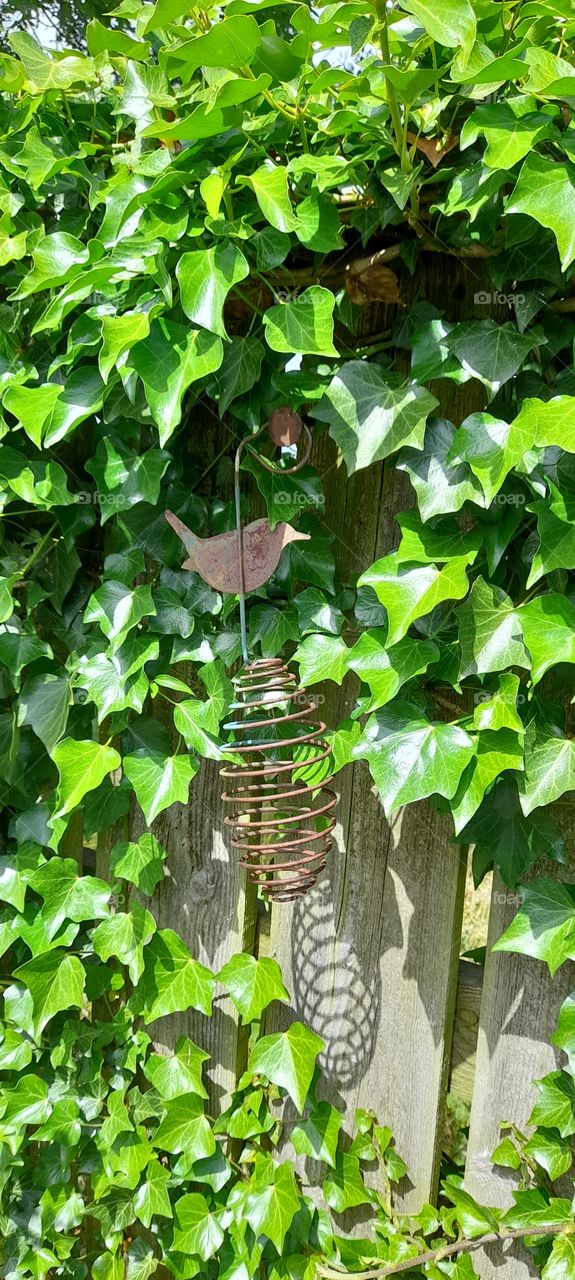 Bird feeder hiding in the ivy on a fence, quaint, weathered, summer photo, tranquil garden