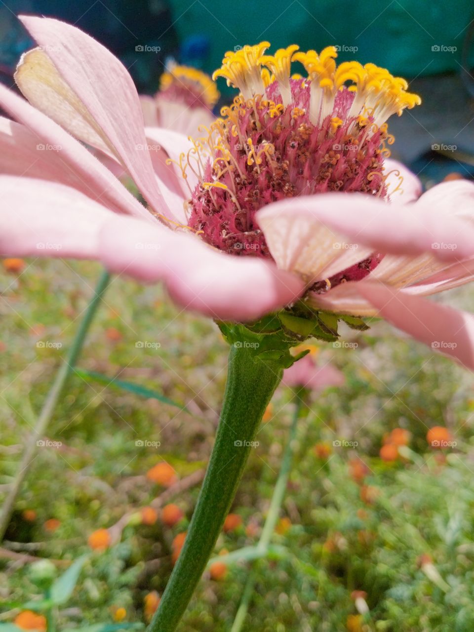 Zinnia elegans known as youth-and-age, common zinnia or elegant zinnia, is an annual flowering plant in the daisy family Asteraceae.