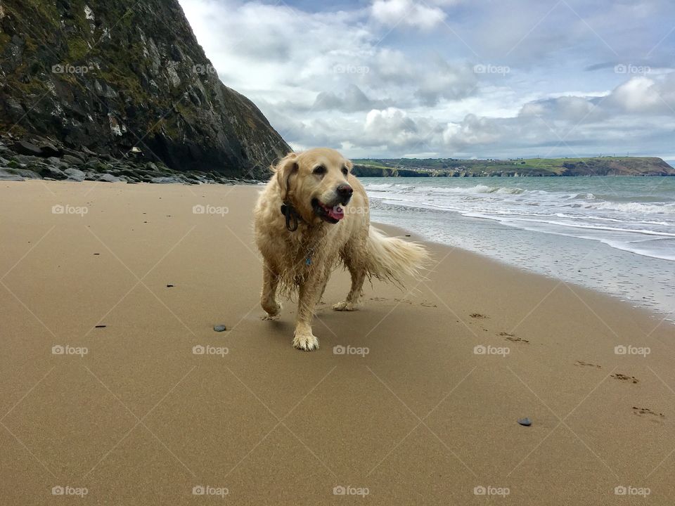 Beach, Sand, Water, Sea, Dog