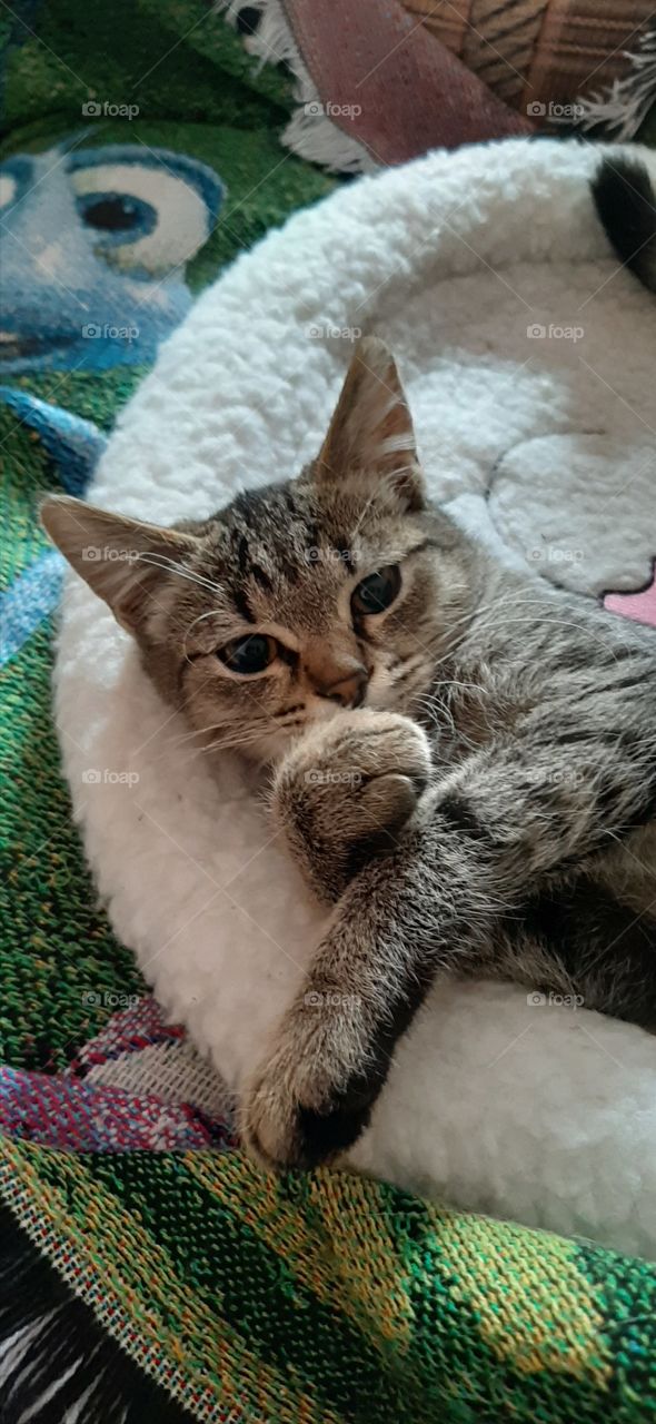 Вот   лежу  и   думаю,  если   выиграю  куплю    наполнитель    и   еду.!   О   боже   ,  дай   мне   выиграть  пожалуйста!