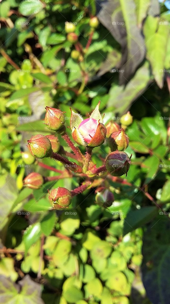 Mini Rose Buds