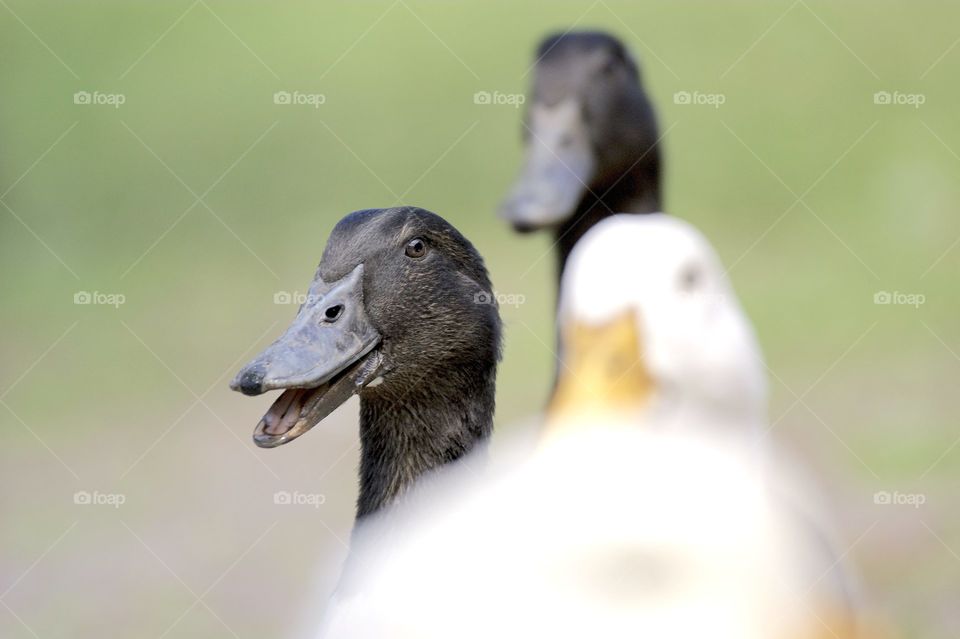 duck