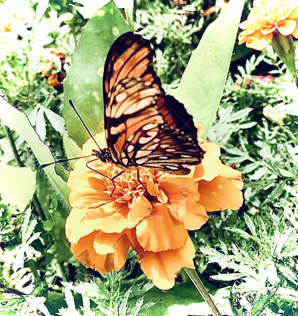 Our photo “number 1” of the day is this: the butterfly posing on top of the flower, waiting for the click! / A nossa fotografia “número 1” do dia é essa: a borboleta fazendo pose em cima da flor, aguardando o clique!
