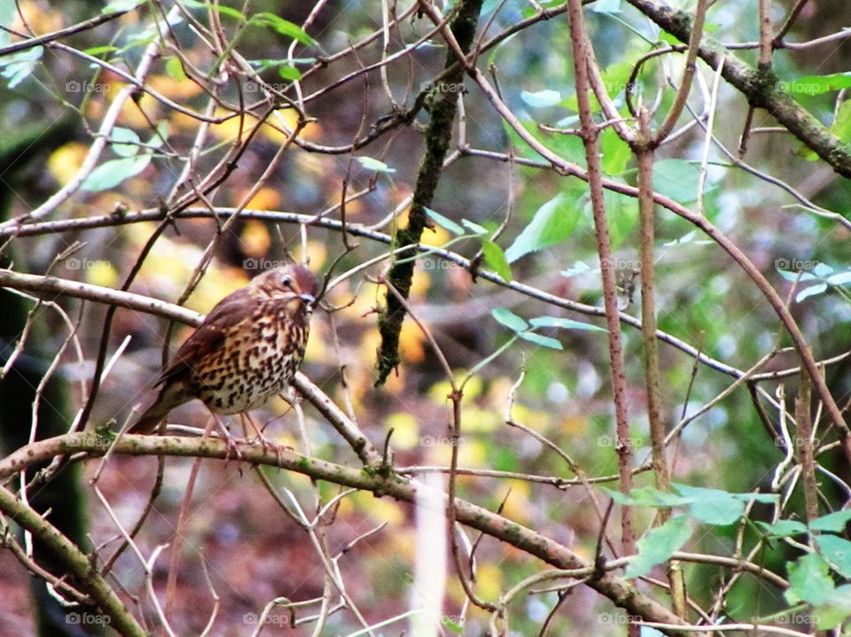 View of song thrush bird