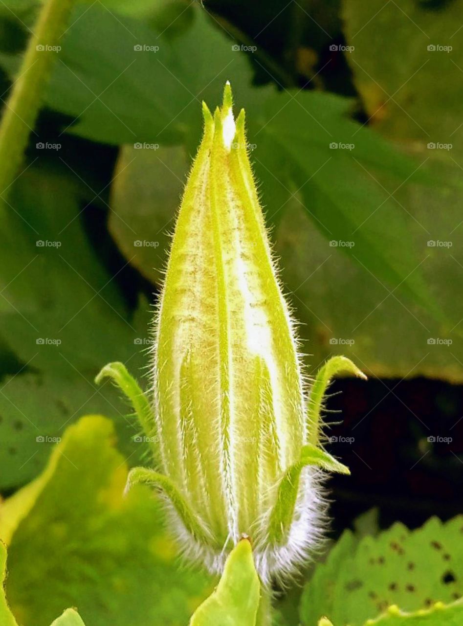 pumpkin flower buds