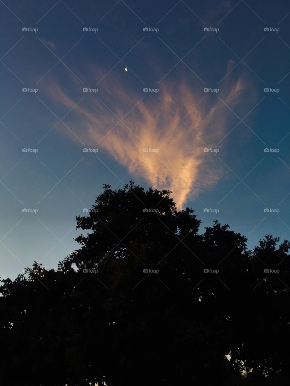 Moon and tree against sky