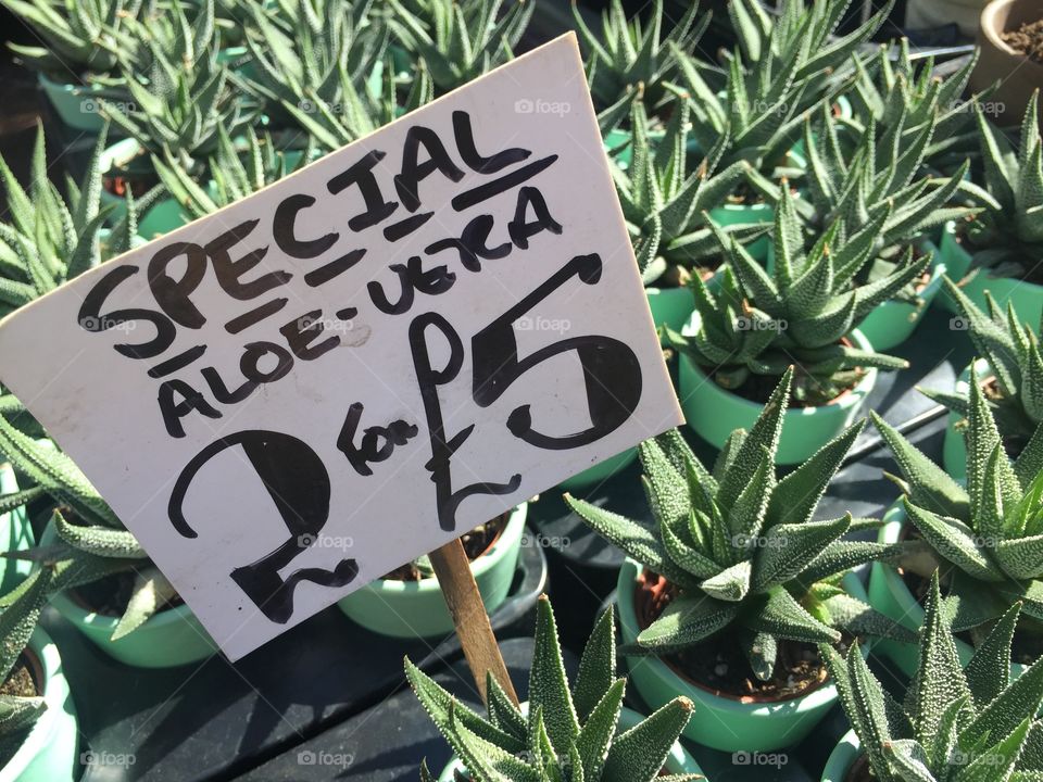 Aloe Vera plants on a market stall 