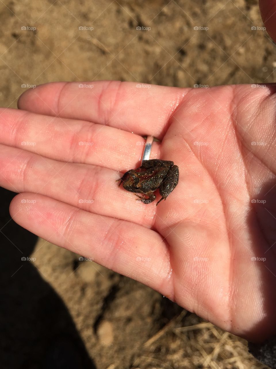 Tiny frog 🐸