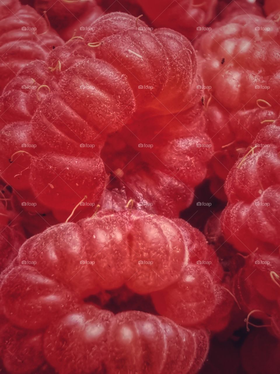 Fromboise berry hand happy view bio fresh yummy healthy Red raspberry nature eco vegan juicy fruits