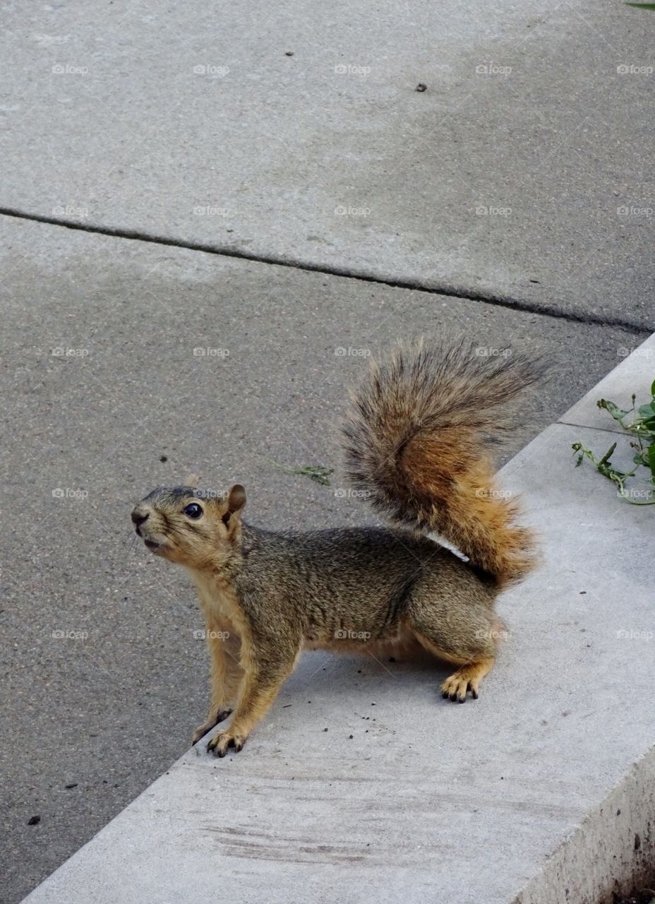 squirrel in the streets of Denver