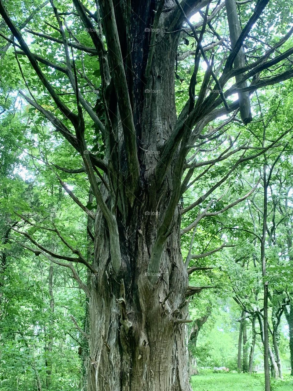 Huge tree trunk 