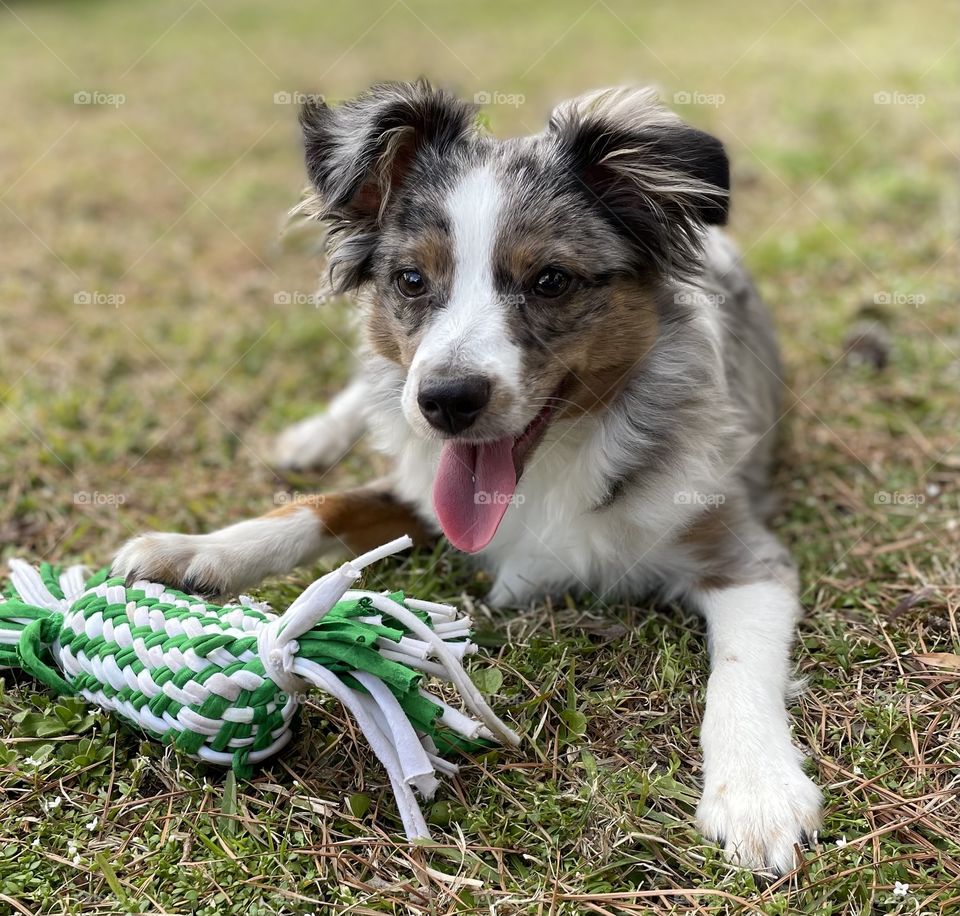 Aussie play time 