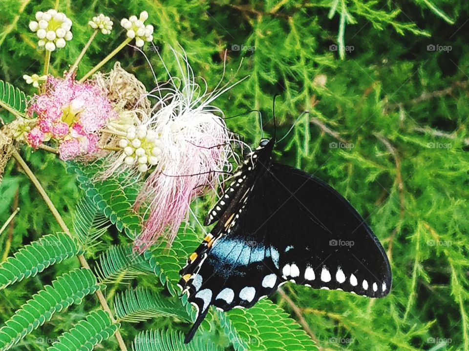 colored wings