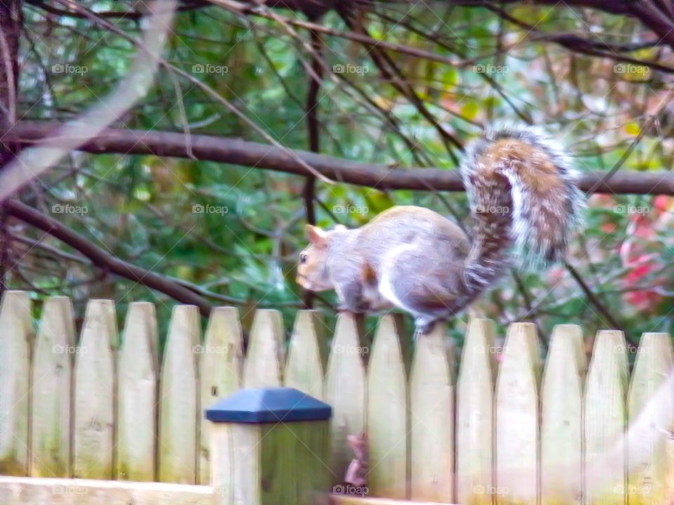 My backyard squirrel 