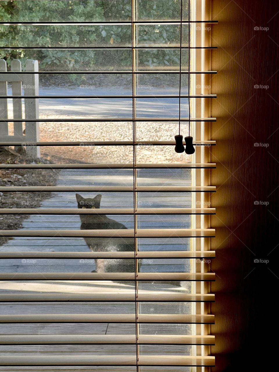 Looking through window blinds at a black cat sitting in shadows and sunlight on a front porch 