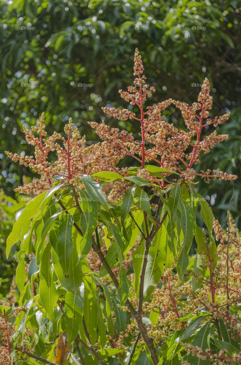 Mango Blossoms And Leaves