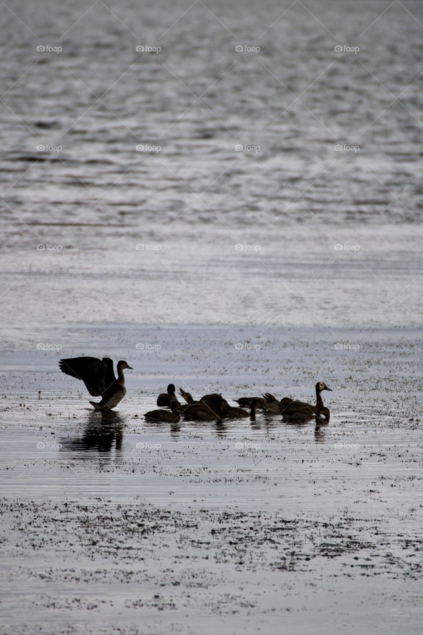 Ducks silhouetted on the silver water 