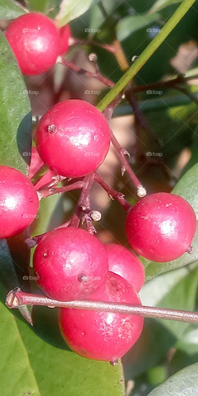 the red fruits from the plants i saw on the side road.