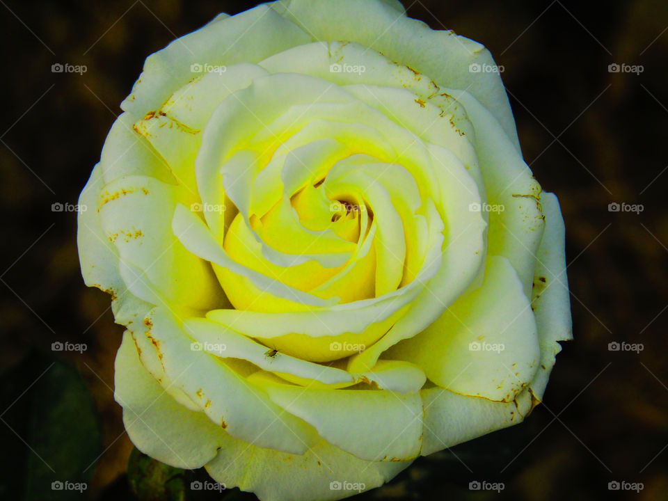 Beautiful white and yellow rose with beautiful natural background
