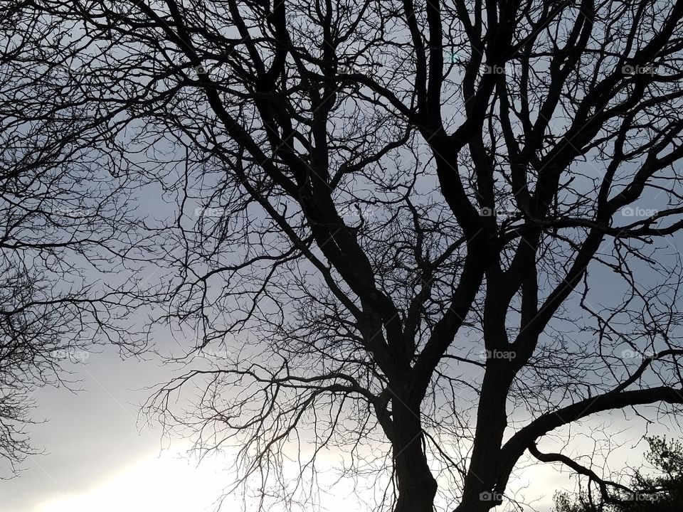 Tree, Landscape, Fog, Wood, Winter