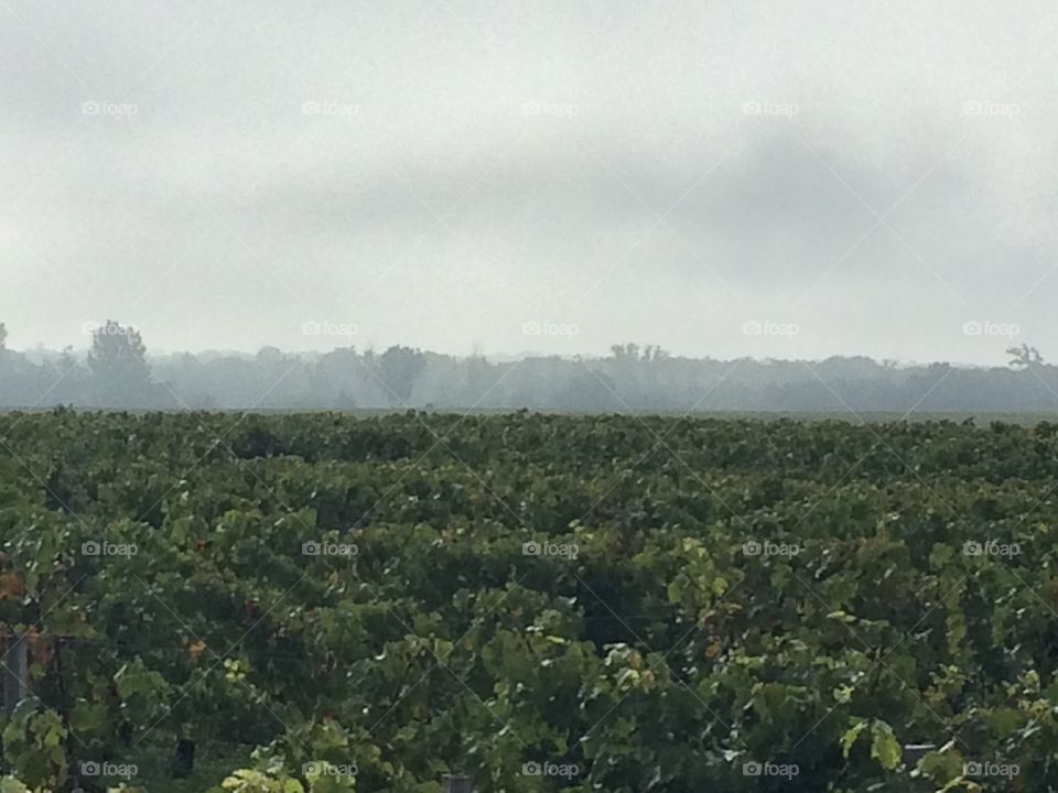 Vineyard in the morning 