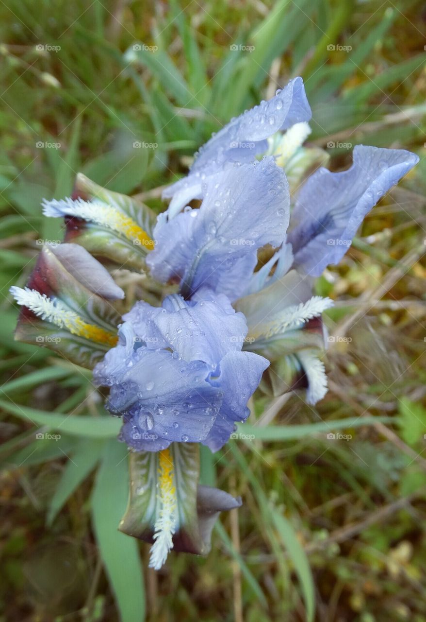 Wild flowers iris