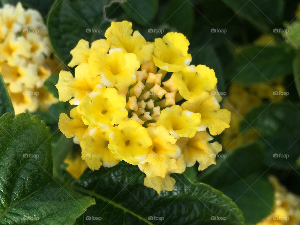 Yellow Verbena 