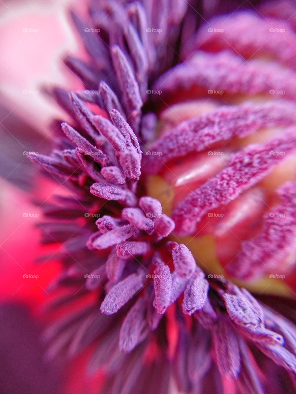 poppy pollen