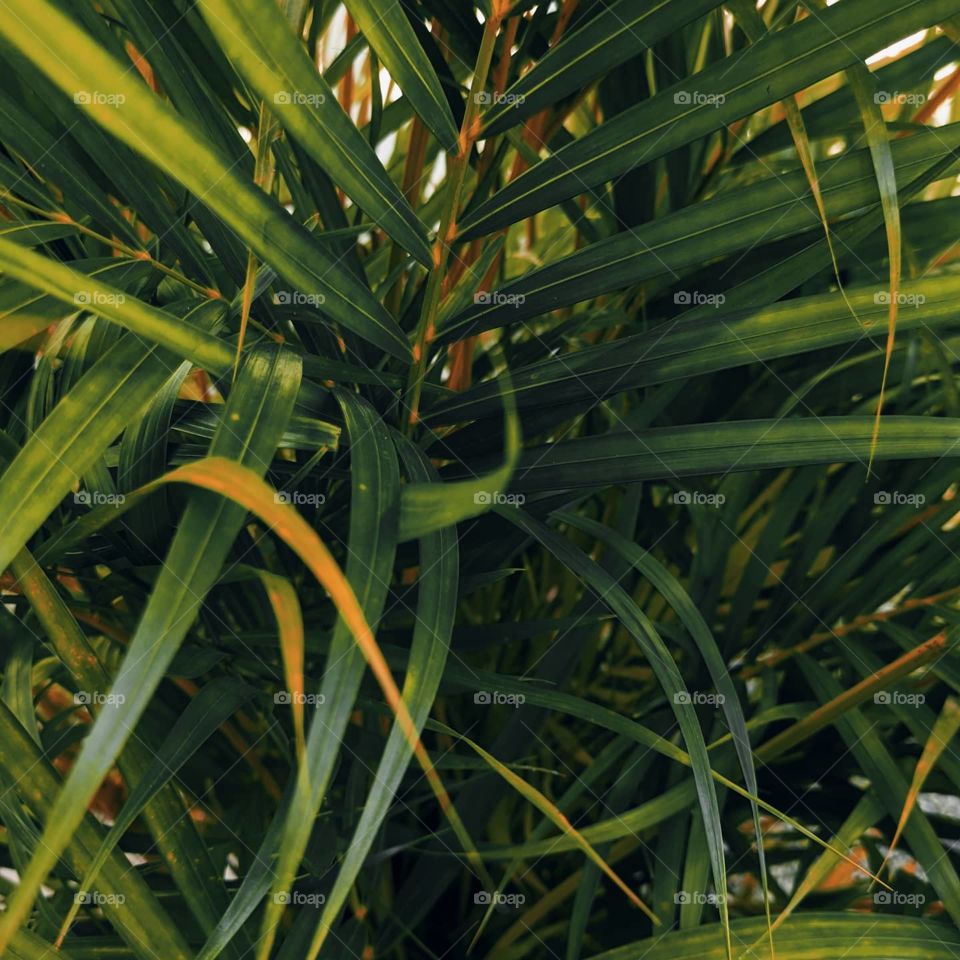 it is a summary green leaves that has beautiful shaped line leaves