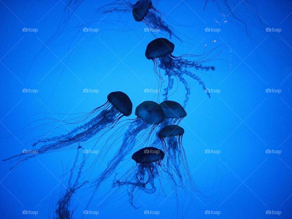 jellyfish
