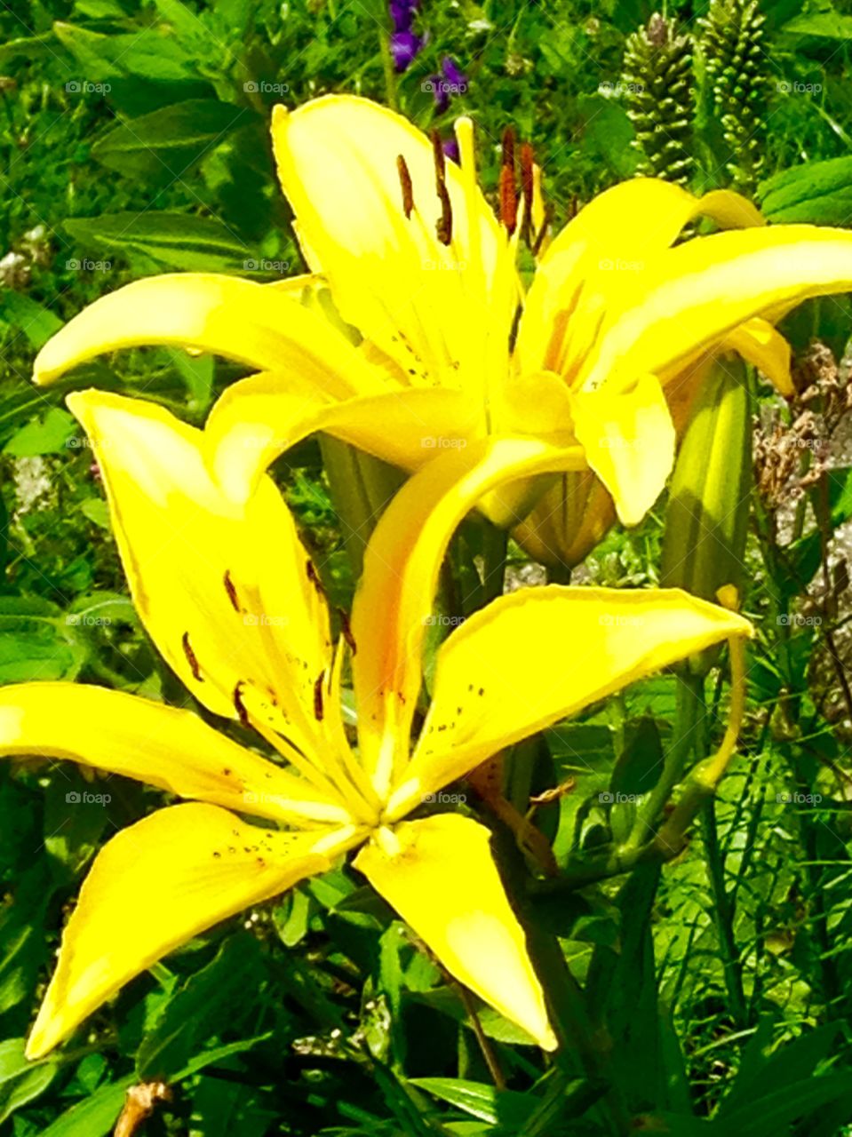 Yellow orange lilies 