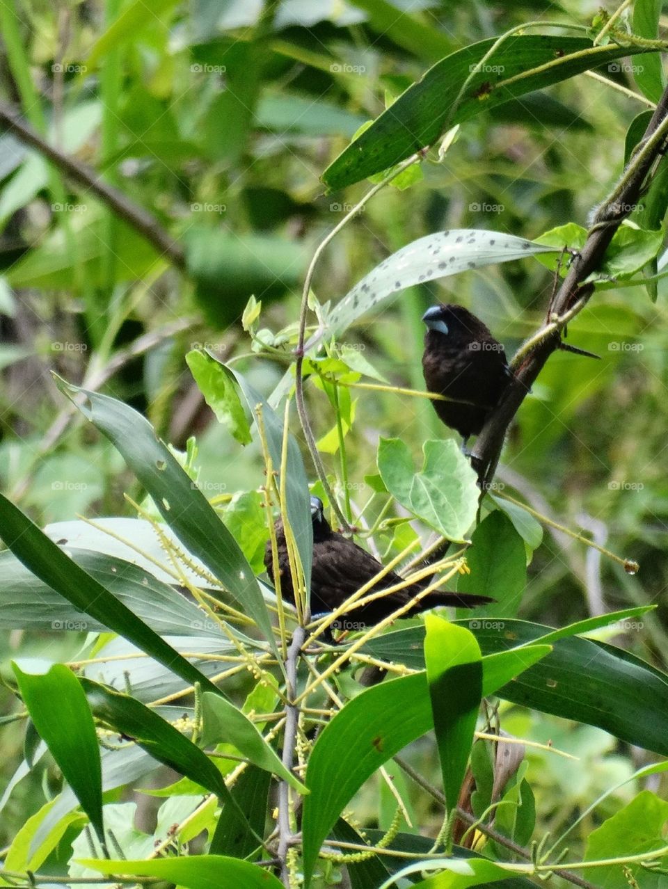 Two birds in a bushes